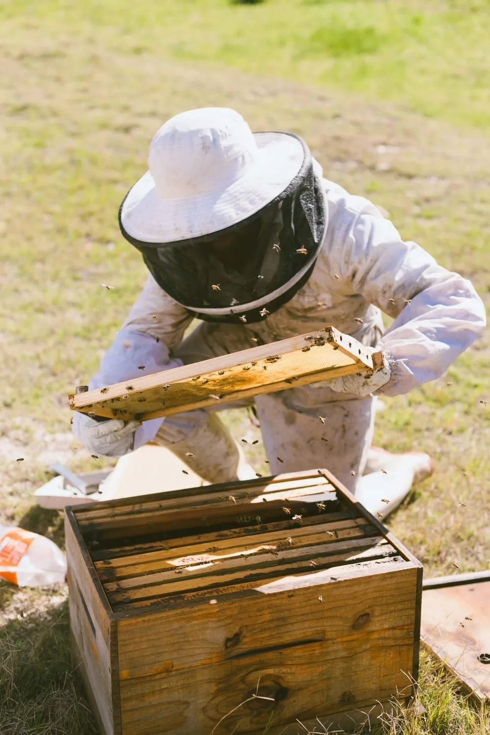 Inspecting hive frame