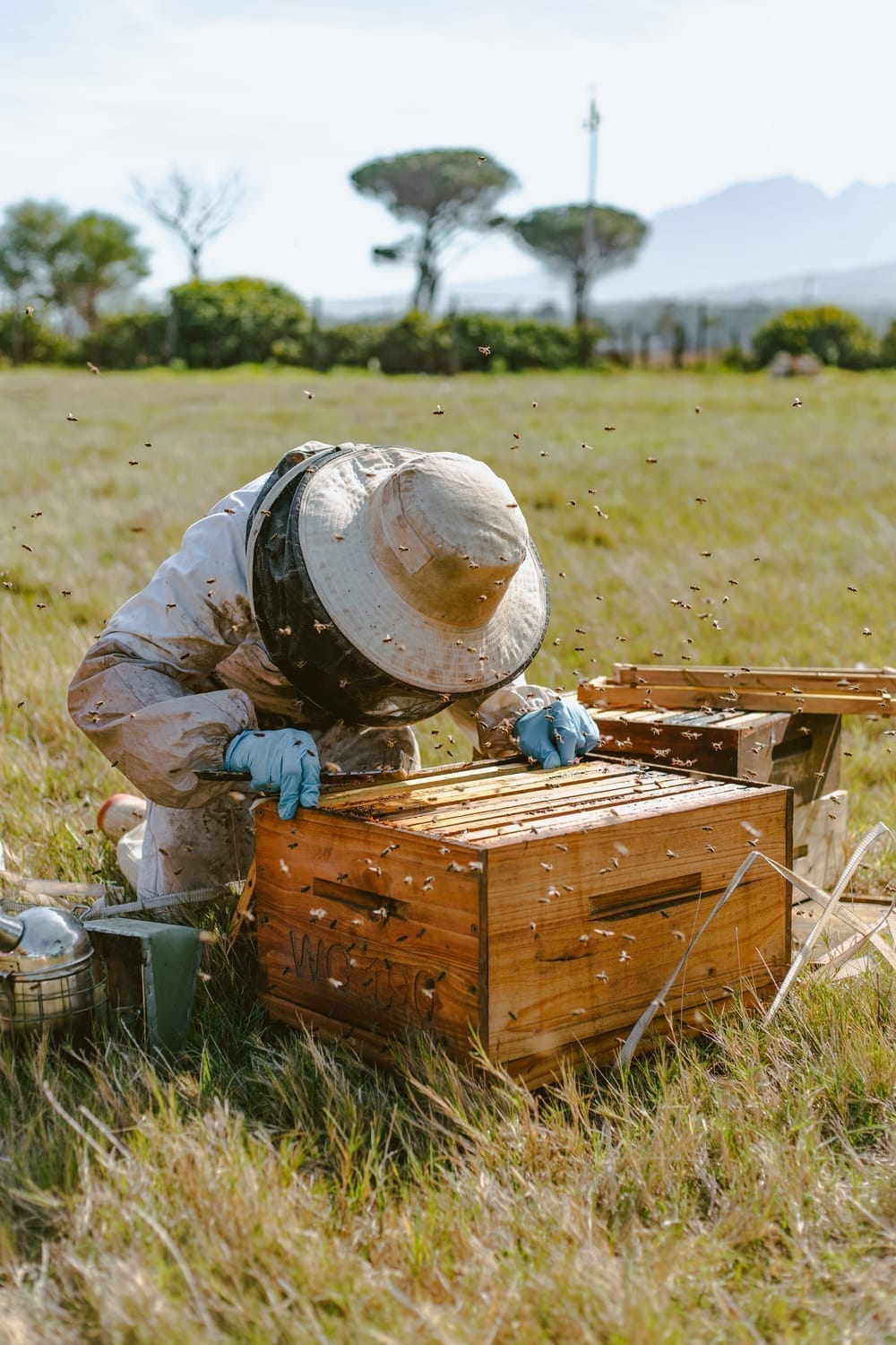 Beekeeper inspecting a hive in the field