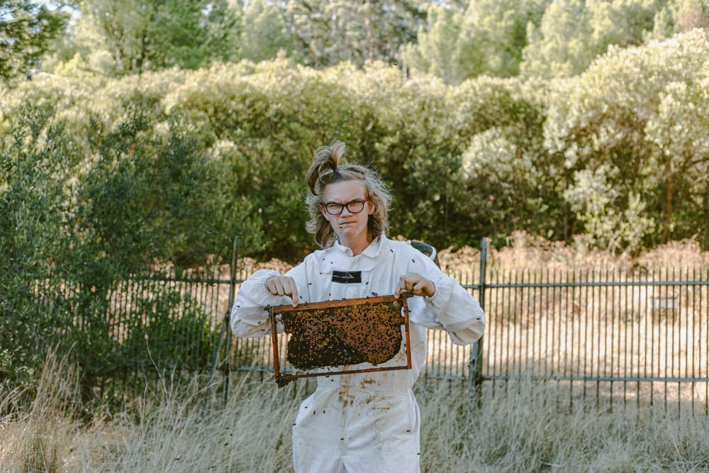 Cape honeybees clustering on a golden honeycomb frame
