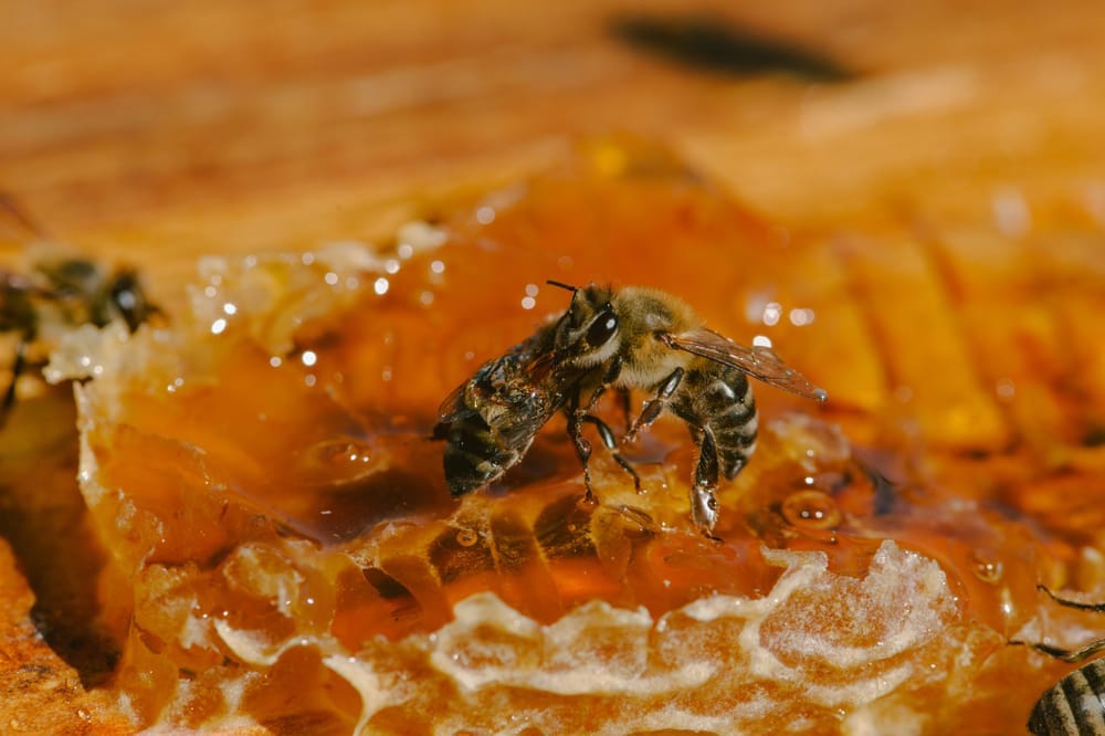 5 Surprising Raw Honey Benefits You Didn’t Know