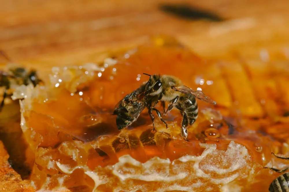 5 Surprising Raw Honey Benefits You Didn’t Know