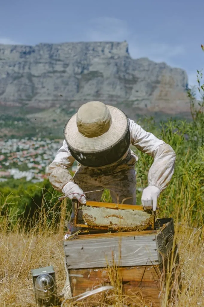 Did Your Bees Survive the Summer?