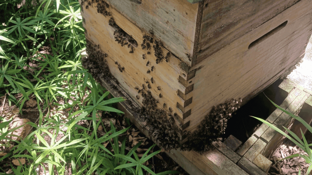 How bees keep cool in hot weather – Managing the Cape Summer
