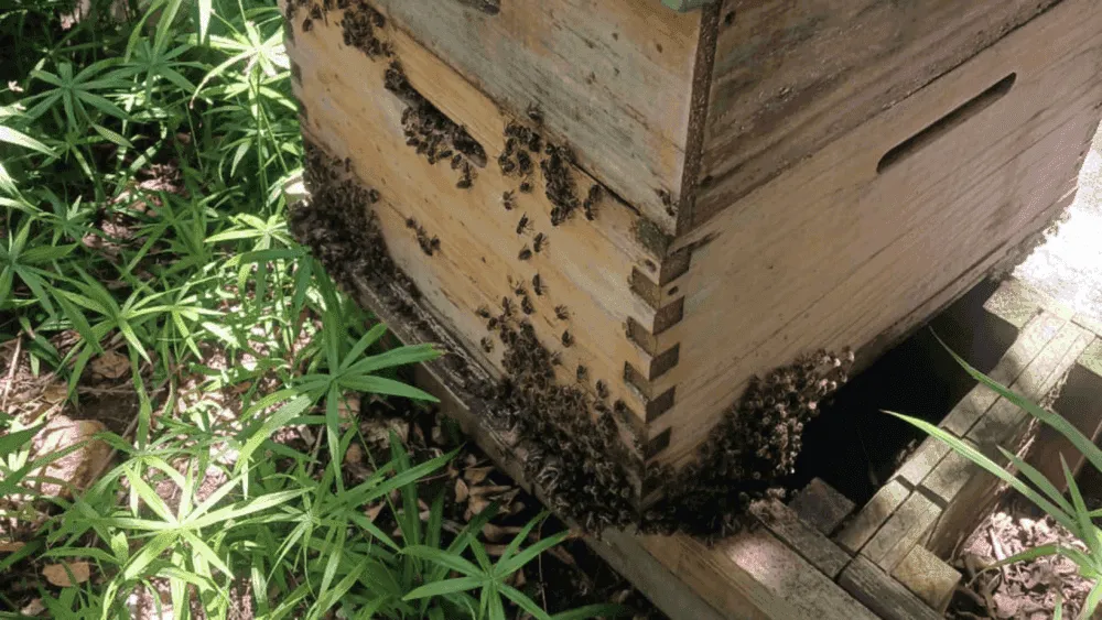 How bees keep cool in hot weather – Managing the Cape Summer