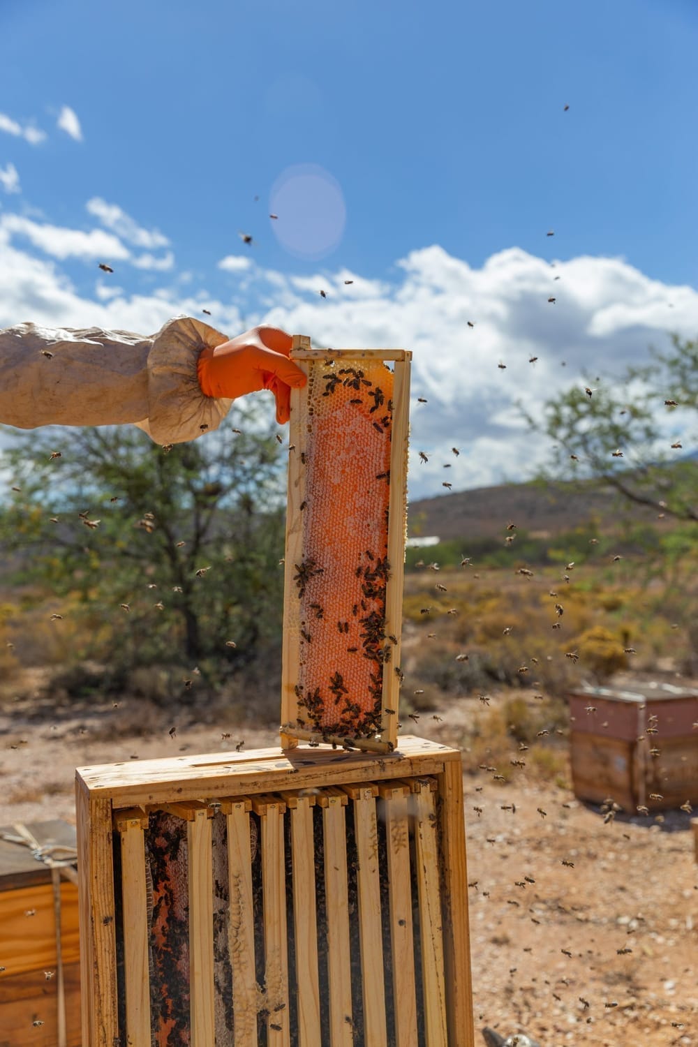 Hive inspection in late summer