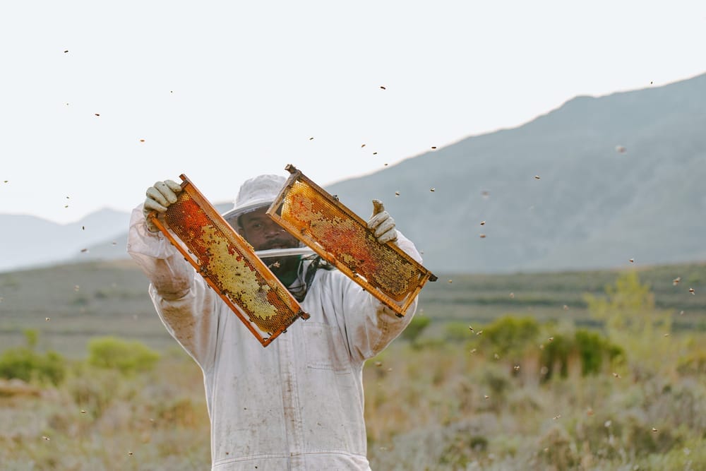 Honey harvest and wax collection