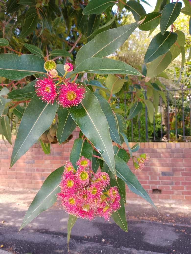 Eucalyptus in bloom