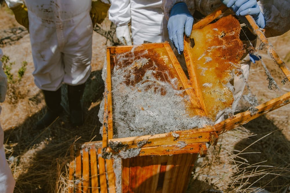 Hive inspection in May
