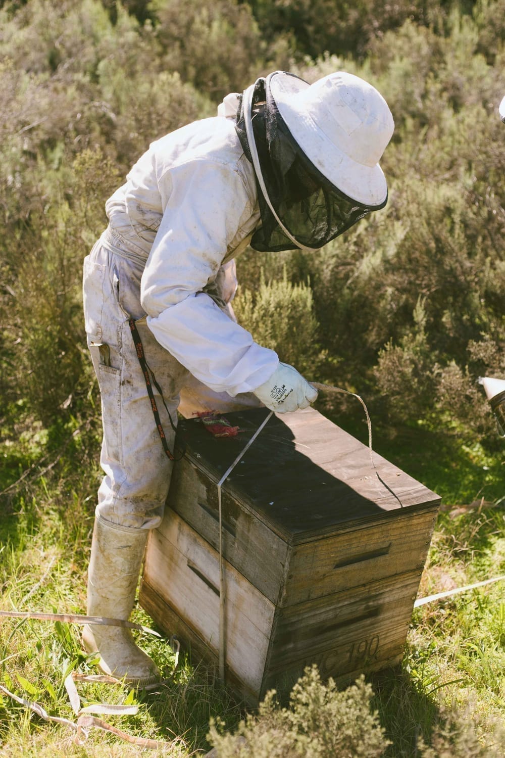 Close up of Cape honeybees clustering on a hive frame
