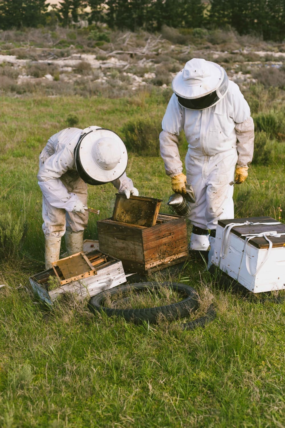 Hands-on apiary mentoring session during academy course