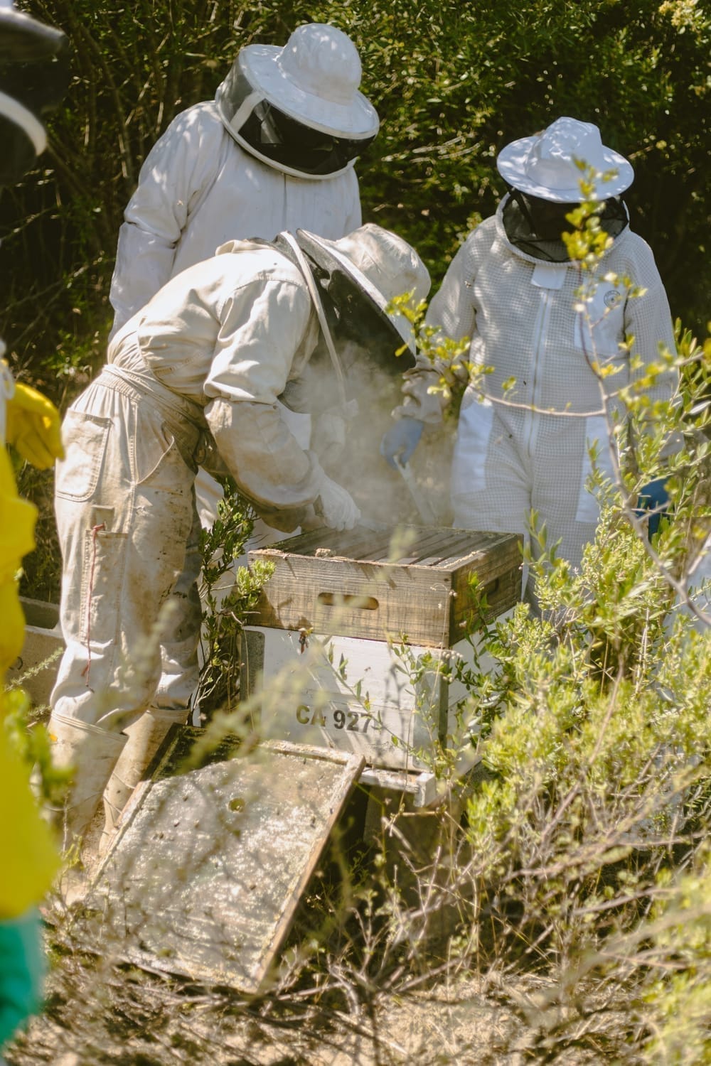 Inspecting a frame crowded with calm Cape honeybees