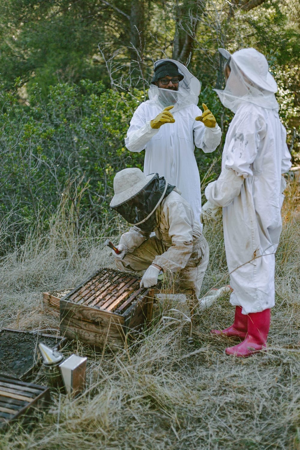 Beekeeper checking queen laying pattern on a frame