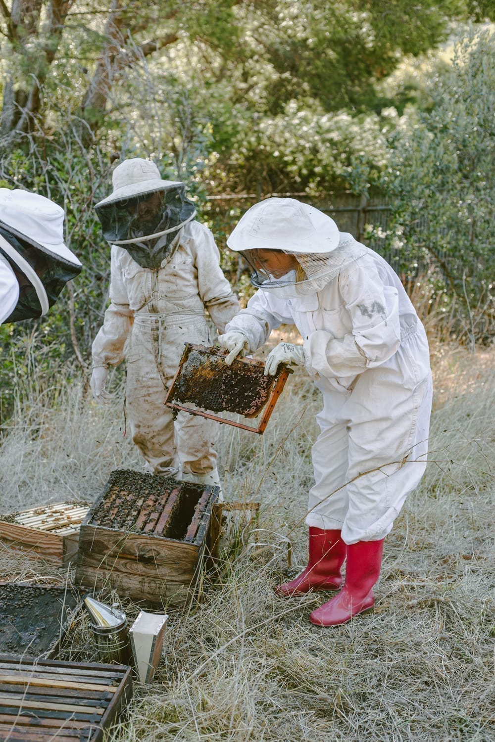 Golden honeycomb covered with Cape honeybees