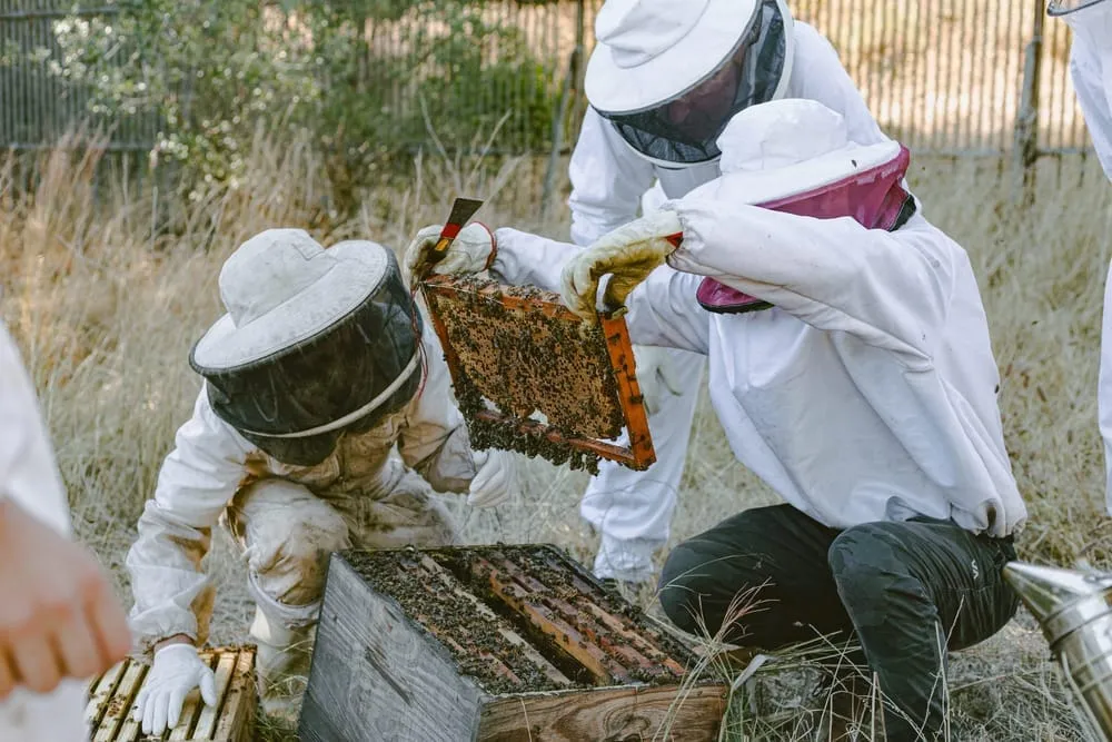 Hands-on apiary mentoring session - lifting a capped honey frame
