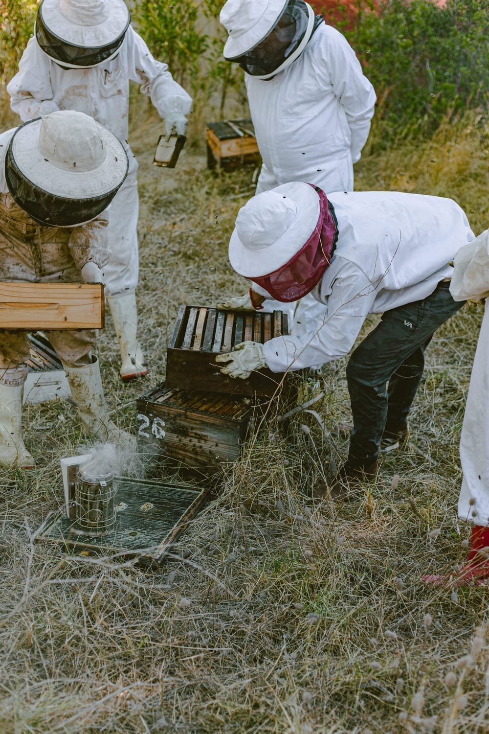 Hives carefully lined up in a fynbos field during sunset