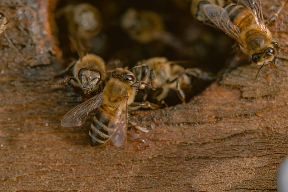 Beekeepers in protective suits inspecting frames in yellow flower field