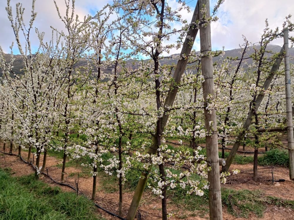 Pollination Services in the Western Cape